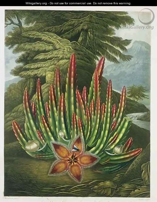 The Maggot Bearing Stapelia - (after) Henderson, Peter Charles