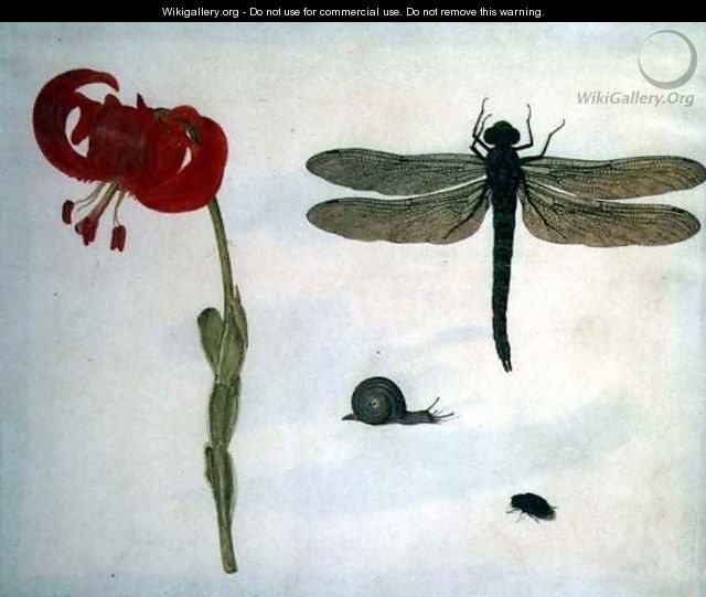 Study of a red tiger lily a snail a beetle and a dragonfly - Herman Henstenburgh