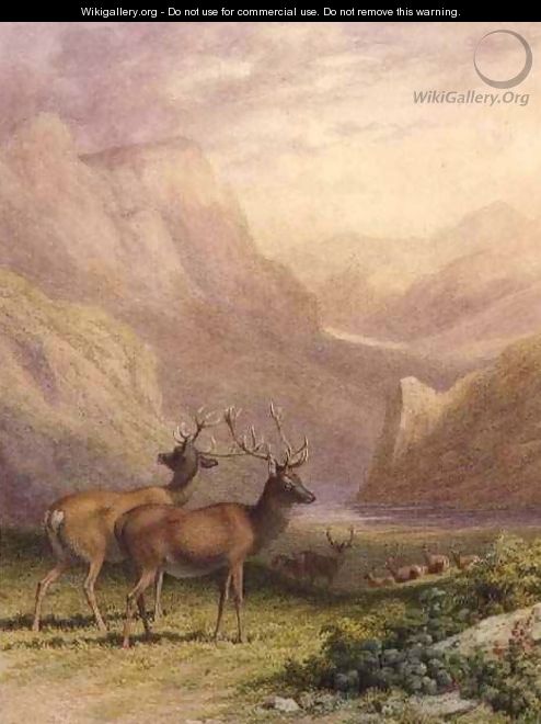 Deer in the Highlands - Robert Hills