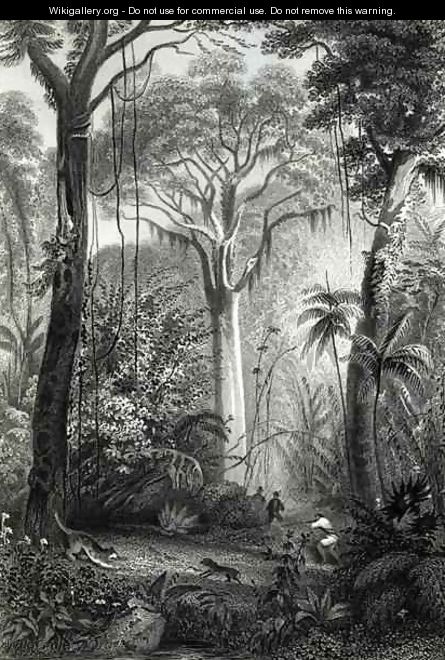 Scene in a Brazilian Forest - Henry George Hine