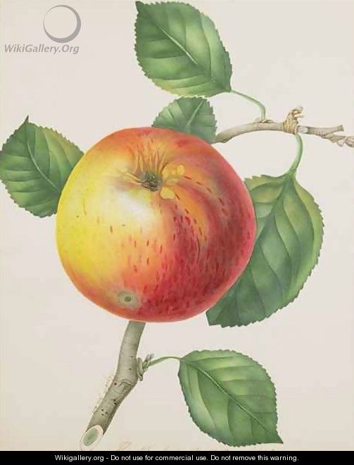 An Apple - Elizabeth Jane Hill