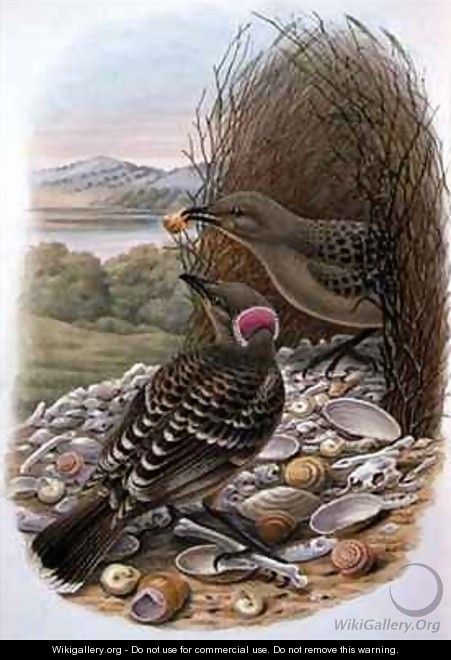 Chlamydera Nuchalis Great or Great Grey Bowerbird - William M. Hart