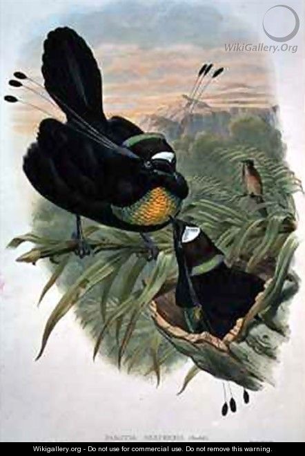 Arfak Six wired Bird of Paradise - William M. Hart
