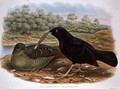 Ptilonorhyncus Violaceus Satin Bowerbird - William M. Hart