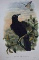 Lucocorax Pyrrhopterus Paradise or Silky Crow - William M. Hart