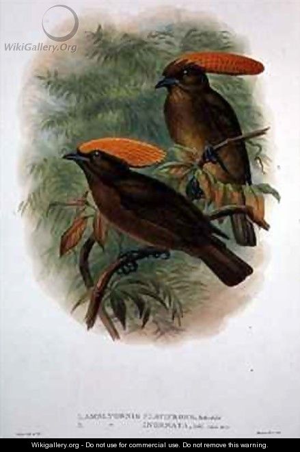 Amblyornis Flavifrons - William M. Hart