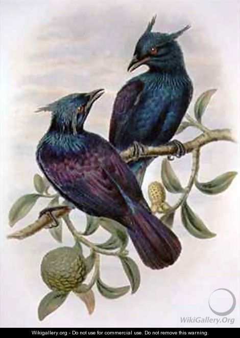 Phonygama Purpureiviolacea - William M. Hart