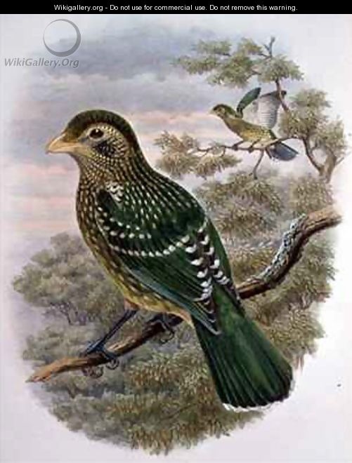 Ailuroedus Crassirostris Green Catbird - William M. Hart