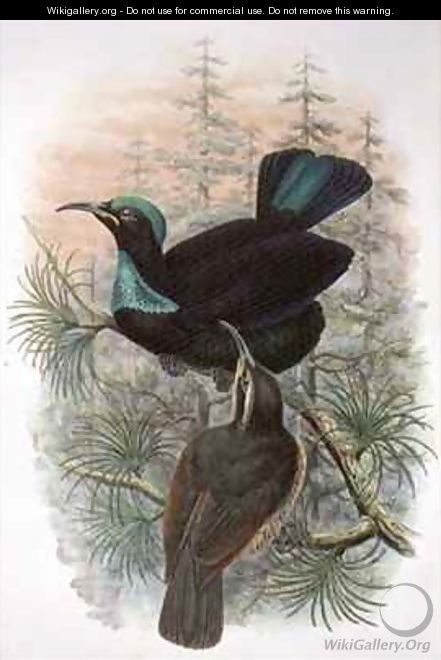Ptiloris Victoriae Victoria Rifle Bird of Paradise - William M. Hart