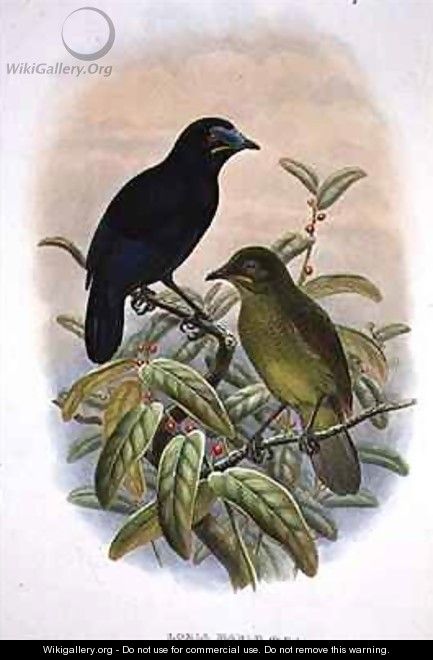 Loria Loriae Lorias Bird of Paradise - William M. Hart