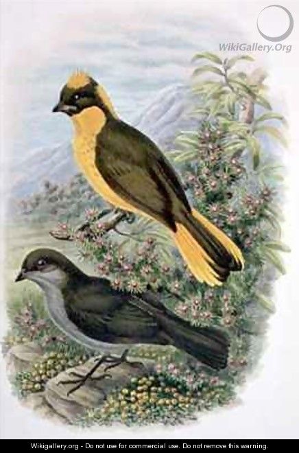 Prinodura Newtoniana Golden Bowerbird - William M. Hart