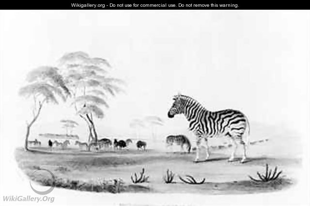 Equus burchelli or Burchells Zebra - William Cornwallis Harris