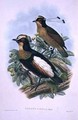 Queen Carolas Six wired Bird of Paradise - W. & Keulemans, J.G. Hart