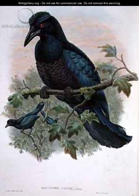 Macgregors Bird of Paradise Nacgregoria Pulchra - W. & Keulemans, J.G. Hart