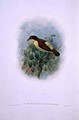 Loboparadisea serica Waterbilled Bird of Paradise - W. & Keulemans, J.G. Hart