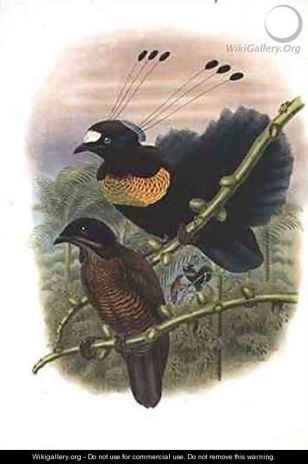 Lawes Sixwired Parotia Bird of Paradise - William M. Hart