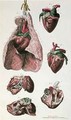 Internal organs of a horse from Cours dHippiatrique ou Traite Complet de la Medecine des Chevaux - (after) Harguinier