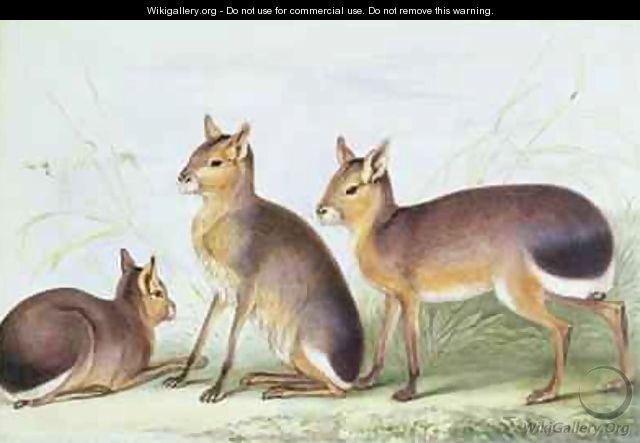 Patagonian cavy from The Knowsley Menagerie - Benjamin Waterhouse Hawkins