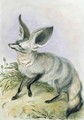 Long Eared Fox from the Knowsley Menagerie - Benjamin Waterhouse Hawkins