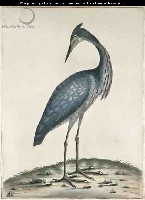 A Heron - William Hayes