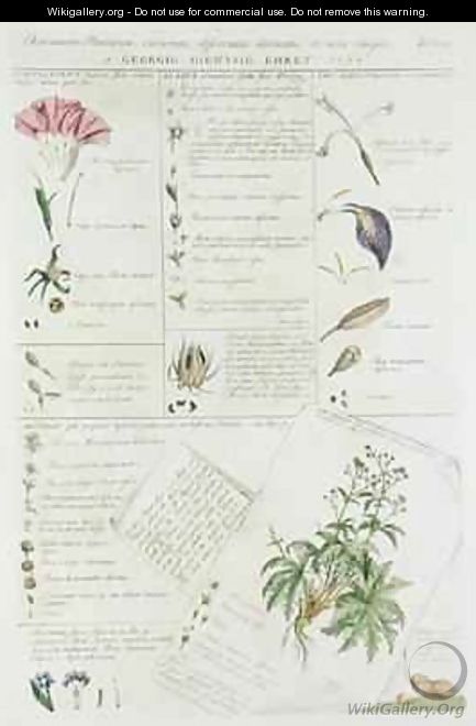 Characters of Flowers from Plantae et Papiliones Rariores - Georg Dionysius Ehret