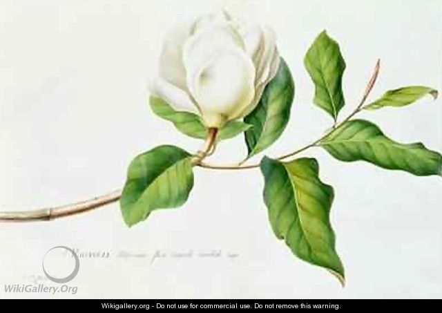 Magnolia 3 - Georg Dionysius Ehret