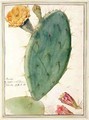 Detail of Cactus with Orange Flower - Georg Dionysius Ehret