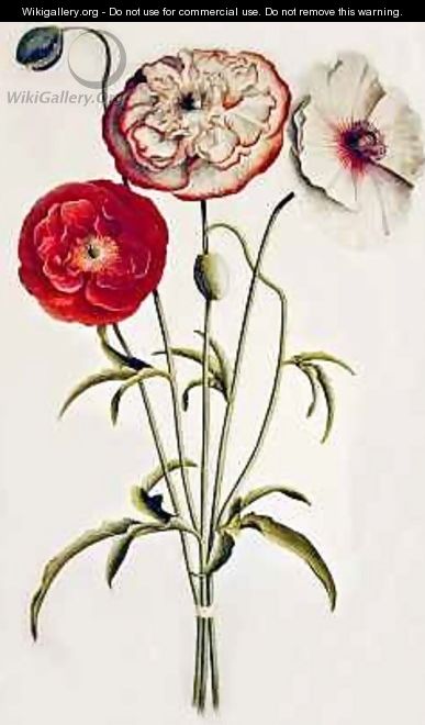 Poppies Corn - Georg Dionysius Ehret