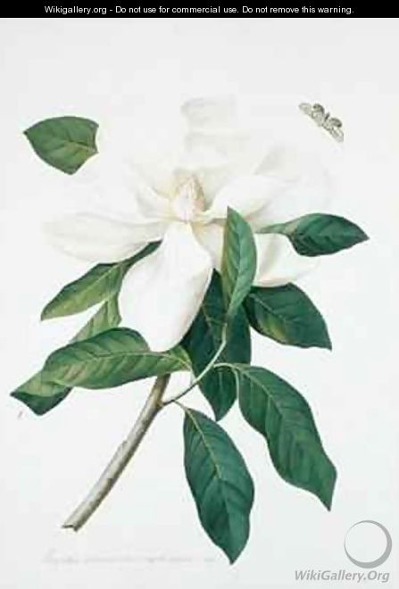 Magnolia altissima - Georg Dionysius Ehret