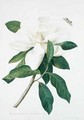 Magnolia altissima - Georg Dionysius Ehret