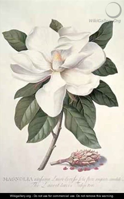 Magnolia 2 - Georg Dionysius Ehret
