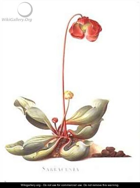 Sarracenia purpurea Pitcher Plant - Georg Dionysius Ehret
