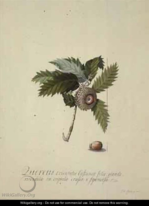 Quercus Orientalis - Georg Dionysius Ehret