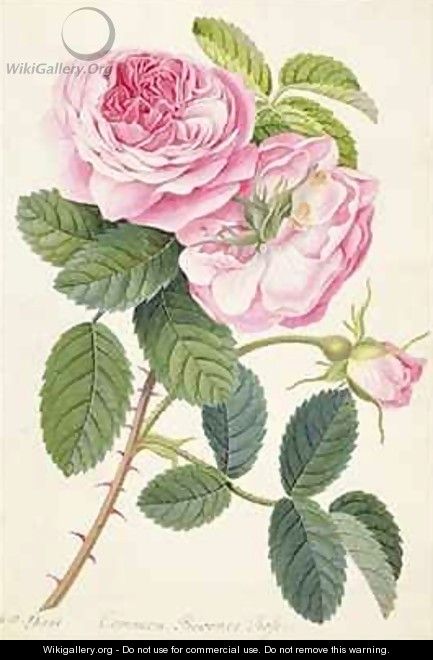 Common Provence Rose - Georg Dionysius Ehret