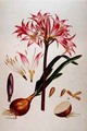 Botanical plate from Plantae Selectae 1750-73 - Georg Dionysius Ehret