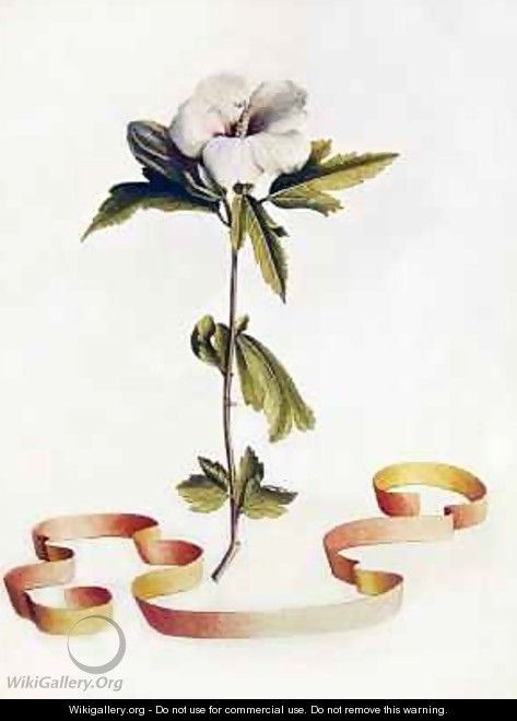 White Hibiscus - Georg Dionysius Ehret