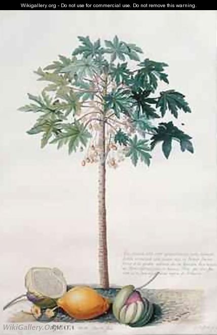 Pawpaw Tree - Georg Dionysius Ehret