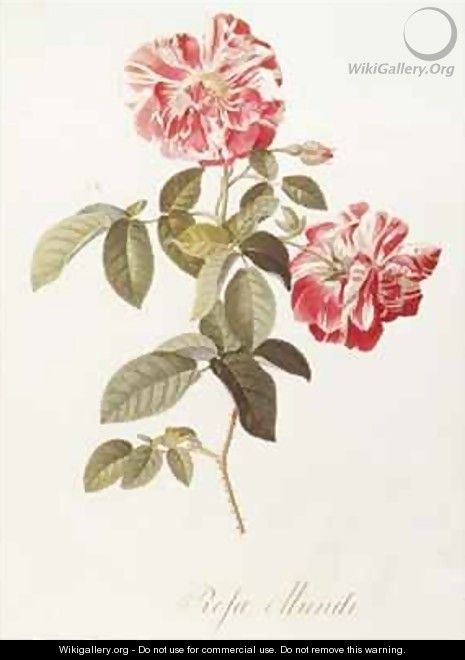 Rosa Mundi - Georg Dionysius Ehret