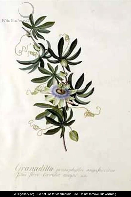 Passion Flower - Georg Dionysius Ehret