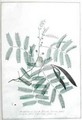 Acacia non spinosa flore albo foliorum pinnis latiusculis glabris filiquis longis planis Houst - Georg Dionysius Ehret