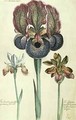 Iris susiana major and Iris bisantina angustifolia - Georg Dionysius Ehret