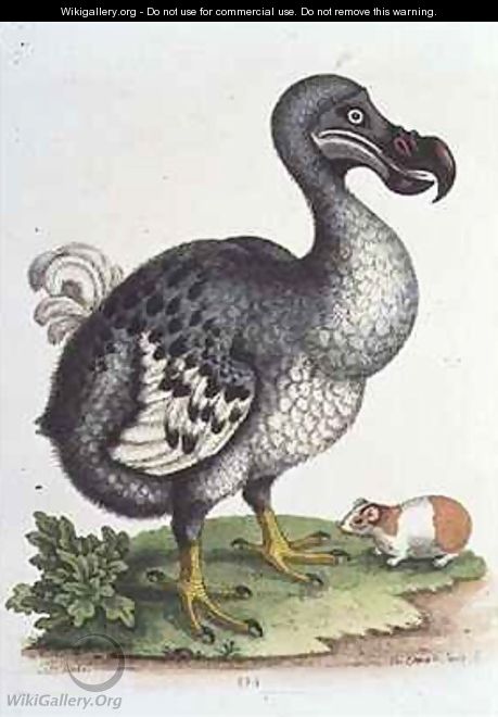 Dodo and Guinea Pig - George Edwards