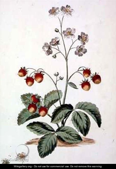 Strawberry Oval Spear Shaped rough leaves and an oval fruit from The British Herbal - John Edwards