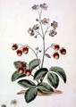 Strawberry Oval Spear Shaped rough leaves and an oval fruit from The British Herbal - John Edwards