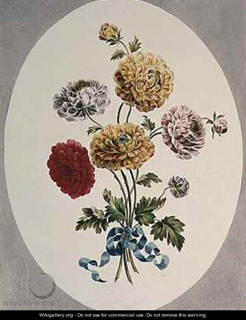 Persian Ranunculus - John Edwards