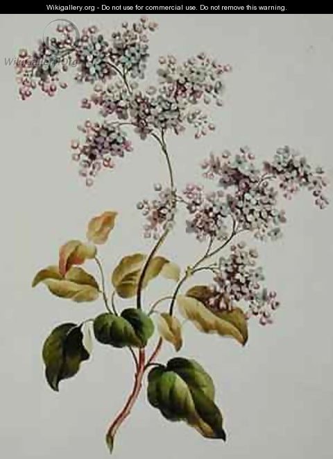 Scotch Lilac - John Edwards