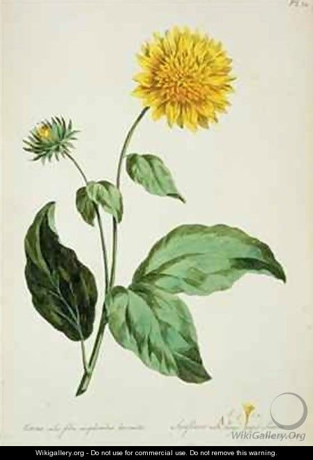 Sunflower with large jagged leaves Corona from The British Herbal - John Edwards
