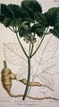 Panax quinquefolium Ginseng - (after) Edwards, Sydenham Teast