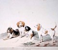 The Beagle - Sydenham Teast Edwards