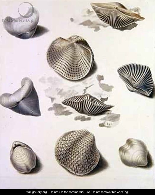 Shells and Marine Flora 3 - Sydenham Teast Edwards